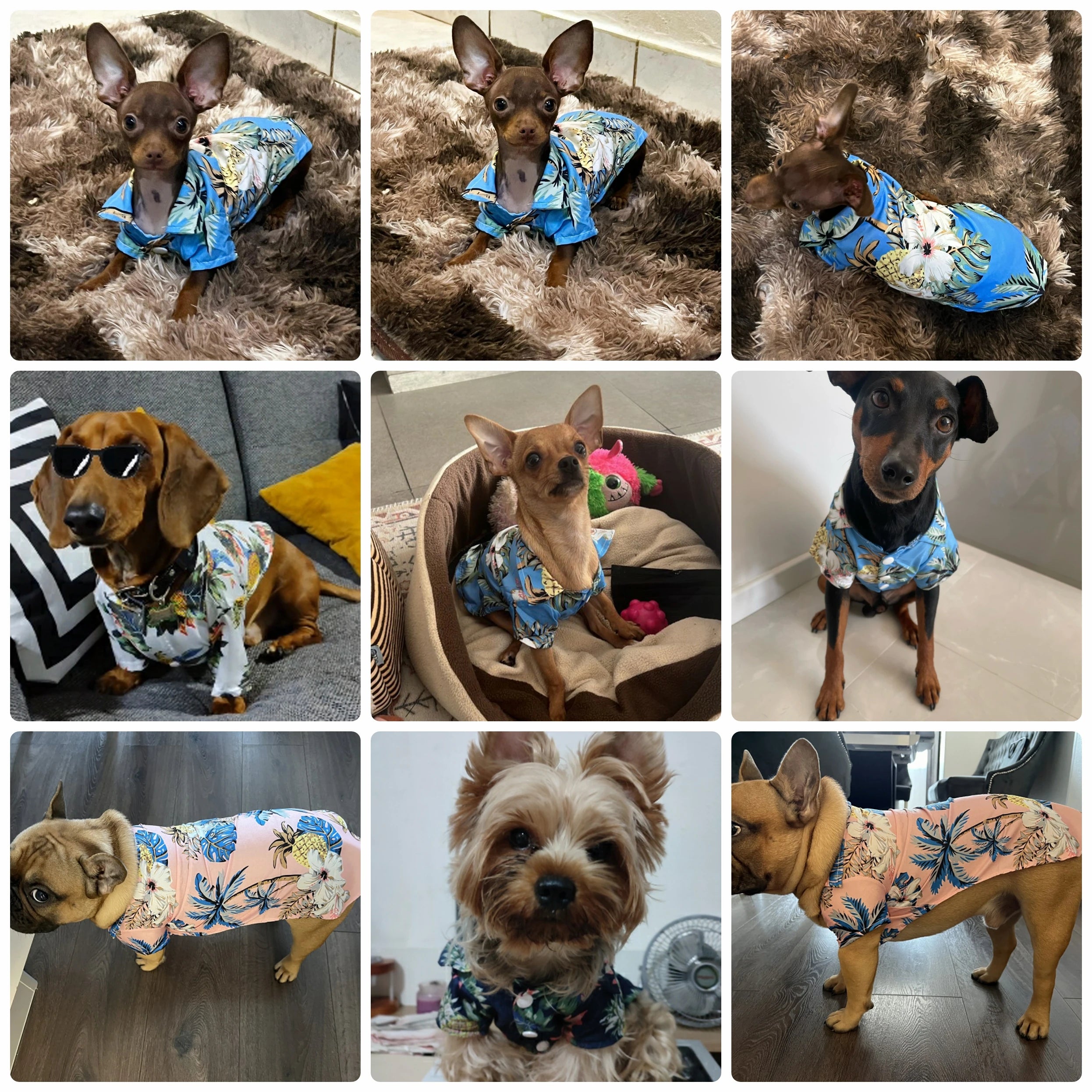 Hawaiian Summer Dog Shirt - Chiffon T-Shirts for Small Dogs & Cats
